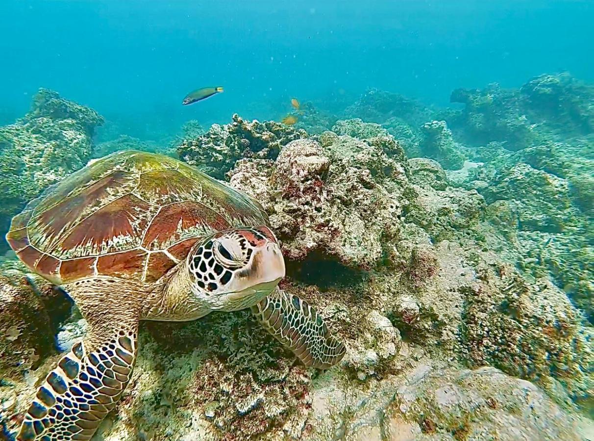 La Concepcion Cove Garden Resort Moalboal Kültér fotó