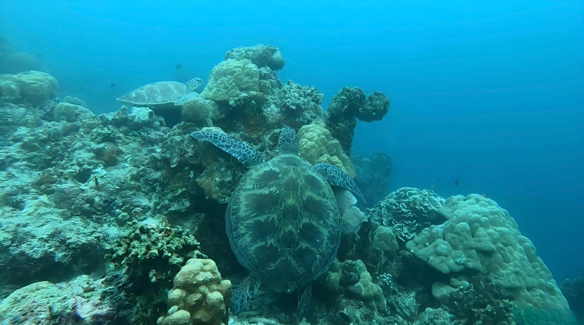 La Concepcion Cove Garden Resort Moalboal Kültér fotó